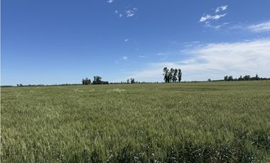 Campo en venta en Ranchos. 137 Has. AGRICOLAS
