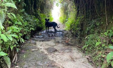 En Venta Finca San Miguel De Los Bancos