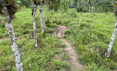 En Venta Finca San Miguel De Los Bancos