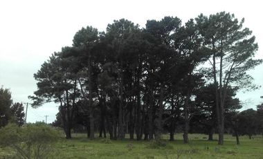 Terreno - Bosque Peralta Ramos