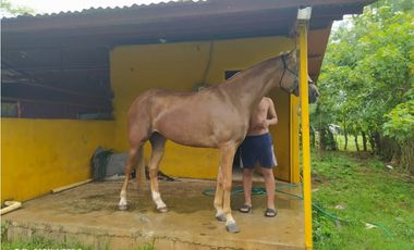 FINCA EN LOS SANTOS, LA PEÑA 9750 MTS2