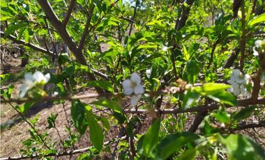 VENDE LOTE CON BODEGUITA Y CULTIVO DURAZNOS SOTAQUIR BOYACA