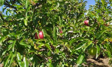 VENDE LOTE CON BODEGUITA Y CULTIVO DURAZNOS SOTAQUIR BOYACA