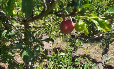 VENDE LOTE CON BODEGUITA Y CULTIVO DURAZNOS SOTAQUIR BOYACA