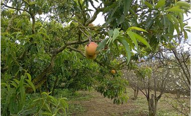 VENDE LOTE CON BODEGUITA Y CULTIVO DURAZNOS SOTAQUIR BOYACA