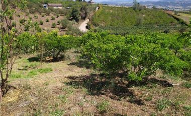 VENDE LOTE CON BODEGUITA Y CULTIVO DURAZNOS SOTAQUIR BOYACA