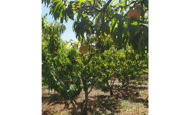 VENDE LOTE CON BODEGUITA Y CULTIVO DURAZNOS SOTAQUIR BOYACA