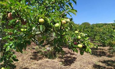 VENDE LOTE CON BODEGUITA Y CULTIVO DURAZNOS SOTAQUIR BOYACA