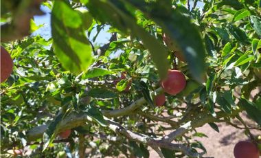 VENDE LOTE CON BODEGUITA Y CULTIVO DURAZNOS SOTAQUIR BOYACA