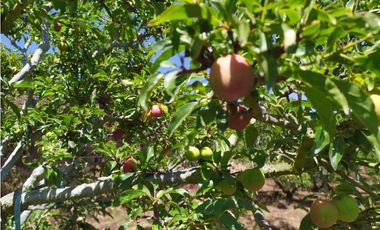 VENDE LOTE CON BODEGUITA Y CULTIVO DURAZNOS SOTAQUIR BOYACA