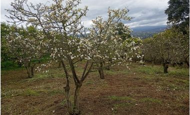 VENDE LOTE CON BODEGUITA Y CULTIVO DURAZNOS SOTAQUIR BOYACA
