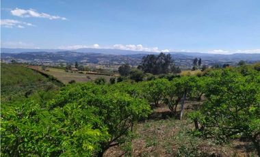 VENDE LOTE CON BODEGUITA Y CULTIVO DURAZNOS SOTAQUIR BOYACA