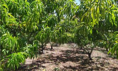 VENDE LOTE CON BODEGUITA Y CULTIVO DURAZNOS SOTAQUIR BOYACA