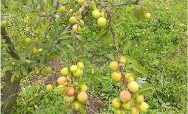VENDE LOTE CON BODEGUITA Y CULTIVO DURAZNOS SOTAQUIR BOYACA