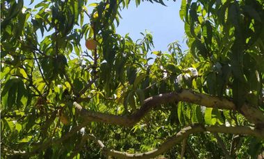 VENDE LOTE CON BODEGUITA Y CULTIVO DURAZNOS SOTAQUIR BOYACA