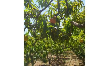 VENDE LOTE CON BODEGUITA Y CULTIVO DURAZNOS SOTAQUIR BOYACA