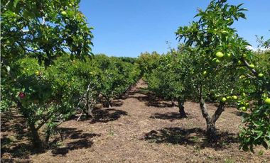 VENDE LOTE CON BODEGUITA Y CULTIVO DURAZNOS SOTAQUIR BOYACA