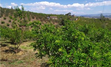 VENDE LOTE CON BODEGUITA Y CULTIVO DURAZNOS SOTAQUIR BOYACA