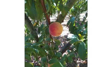 VENDE LOTE CON BODEGUITA Y CULTIVO DURAZNOS SOTAQUIR BOYACA