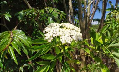 VENDE LOTE CON BODEGUITA Y CULTIVO DURAZNOS SOTAQUIR BOYACA