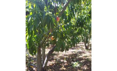 VENDE LOTE CON BODEGUITA Y CULTIVO DURAZNOS SOTAQUIR BOYACA