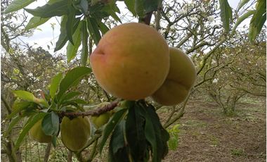 VENDE LOTE CON BODEGUITA Y CULTIVO DURAZNOS SOTAQUIR BOYACA