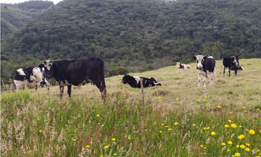 Finca 156 fanegadas Reserva Forestal Se Vende Sotaquirá Boyacá.