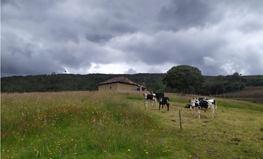 Finca 156 fanegadas Reserva Forestal Se Vende Sotaquirá Boyacá.