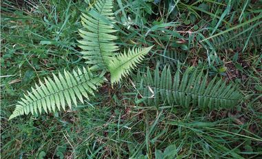 Finca 156 fanegadas Reserva Forestal Se Vende Sotaquirá Boyacá.