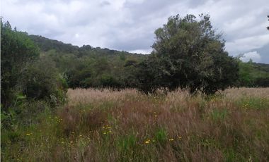 Finca 156 fanegadas Reserva Forestal Se Vende Sotaquirá Boyacá.