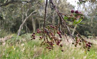 Finca 156 fanegadas Reserva Forestal Se Vende Sotaquirá Boyacá.