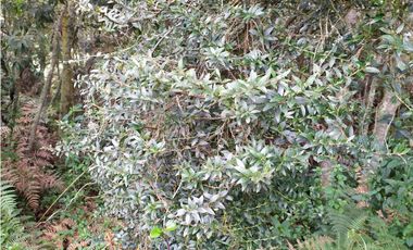 Finca 156 fanegadas Reserva Forestal Se Vende Sotaquirá Boyacá.