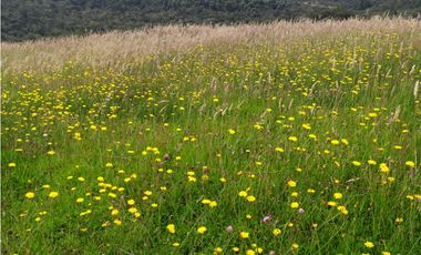 Finca 156 fanegadas Reserva Forestal Se Vende Sotaquirá Boyacá.