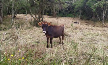 Finca 156 fanegadas Reserva Forestal Se Vende Sotaquirá Boyacá.