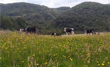Finca 156 fanegadas Reserva Forestal Se Vende Sotaquirá Boyacá.