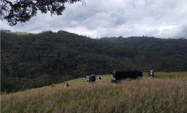 Finca 156 fanegadas Reserva Forestal Se Vende Sotaquirá Boyacá.