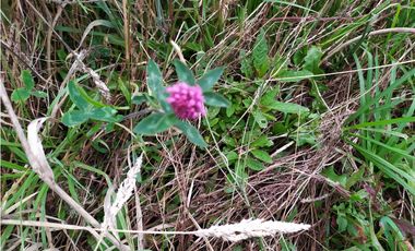 Finca 156 fanegadas Reserva Forestal Se Vende Sotaquirá Boyacá.
