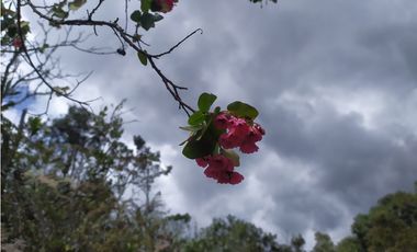 Finca 156 fanegadas Reserva Forestal Se Vende Sotaquirá Boyacá.