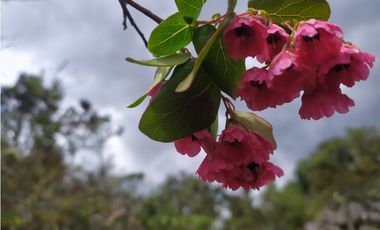 Finca 156 fanegadas Reserva Forestal Se Vende Sotaquirá Boyacá.