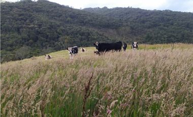 Finca 156 fanegadas Reserva Forestal Se Vende Sotaquirá Boyacá.