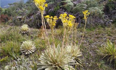 Finca 156 fanegadas Reserva Forestal Se Vende Sotaquirá Boyacá.