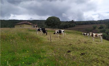 Finca 156 fanegadas Reserva Forestal Se Vende Sotaquirá Boyacá.