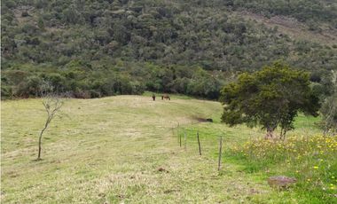 Finca 156 fanegadas Reserva Forestal Se Vende Sotaquirá Boyacá.