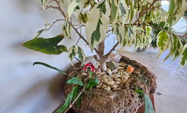 PenthHouse   with 2 separate floors Ocean View Playa La Ropa