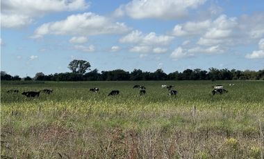 Campo en venta en Ranchos. 67 Has. mixto sobre ruta