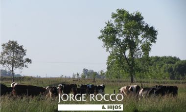 Campo en venta en Ranchos. 67 Has. mixto sobre ruta