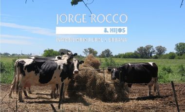 Campo en venta en Ranchos. 67 Has. mixto sobre ruta