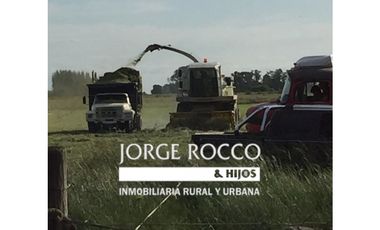 Campo en venta en Ranchos. 67 Has. mixto sobre ruta