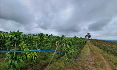 VENDO FINCA DE 132 HECTAREAS CAÑAS GORDAS