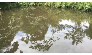 VENDO FINCA DE 132 HECTAREAS CAÑAS GORDAS